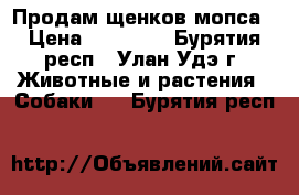 Продам щенков мопса › Цена ­ 23 000 - Бурятия респ., Улан-Удэ г. Животные и растения » Собаки   . Бурятия респ.